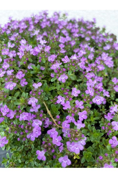 Чебрець ранній Псевдоланугіносус - 2л/вис.5-10см/Ø20-25см